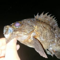 久しぶりのナイスナメバル