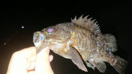 久しぶりのナイスナメバル