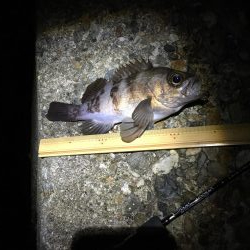 パイセンとメバル プラグ縛り