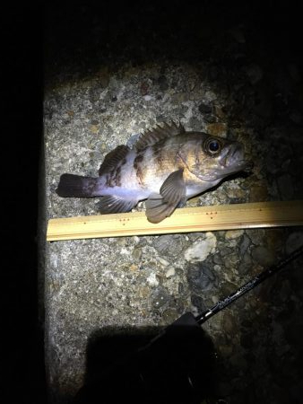 パイセンとメバル プラグ縛り