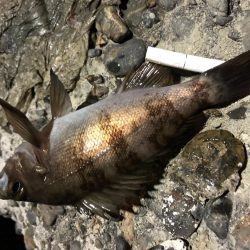 メバルプチ遠征