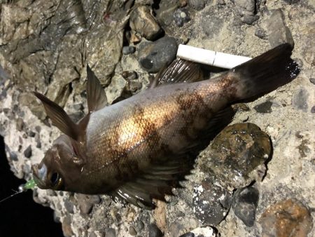 メバルプチ遠征