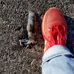 朝マズメから、