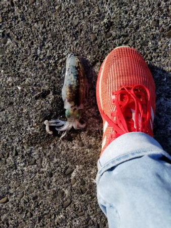 朝マズメから、