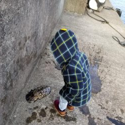 コウイカハンター