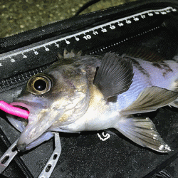 二見メバリング(2019-4)