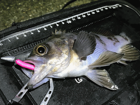 二見メバリング(2019-4)