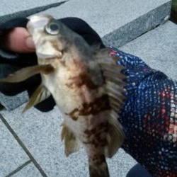 雪、雨、霰メバリング