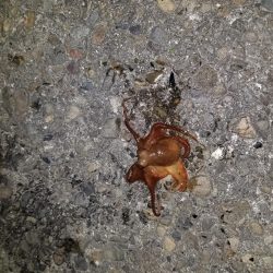 アオリとコウイカ