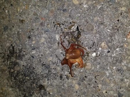 アオリとコウイカ