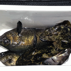 二見メバリング(2019-5)