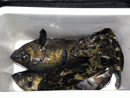 二見メバリング(2019-5)