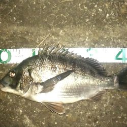 シーバス狙いでチヌ