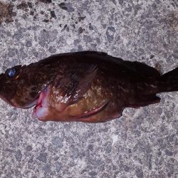 釣～りんぐ　単独