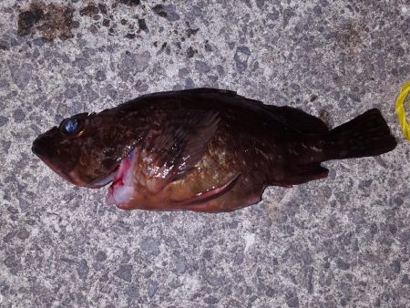 釣～りんぐ　単独