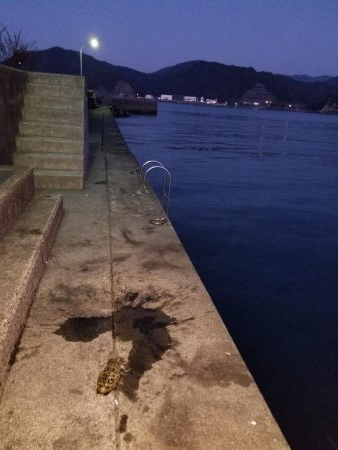 久しぶりにエギング