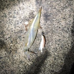 ヤリイカ ツ抜け達成