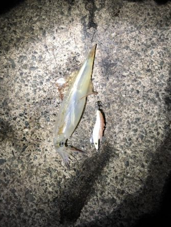 ヤリイカ ツ抜け達成