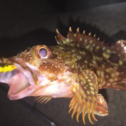 久々のガッシー！