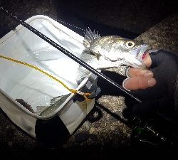 メバルを求めて！