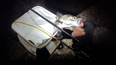 メバルを求めて！