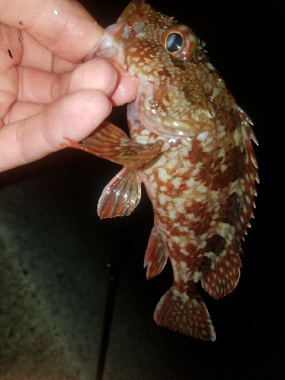 ガシラ釣り　～夕方60分勝負～