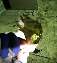 強風かと思えば・・・ラッキー