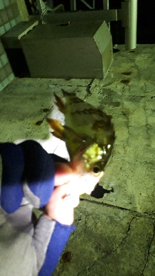 強風かと思えば・・・ラッキー