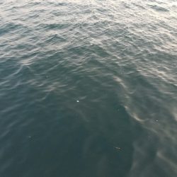 ガシラ釣り ~ベラが多い~