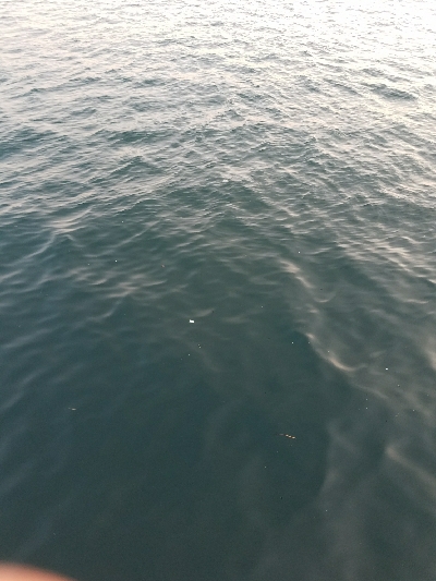 ガシラ釣り ~ベラが多い~