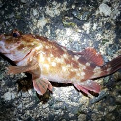 少しパターンが変わった?