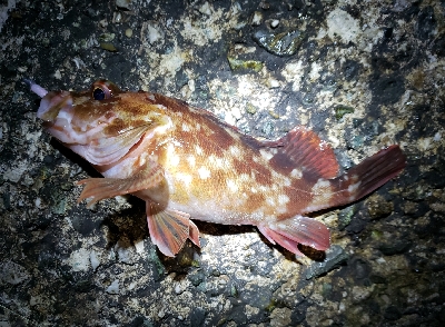 少しパターンが変わった?