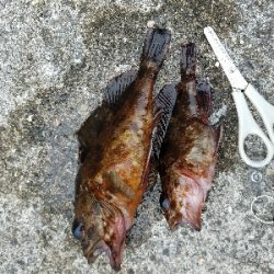 ガシラ釣り ~居たら食う~