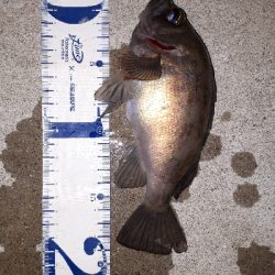 なんとか、釣れた~