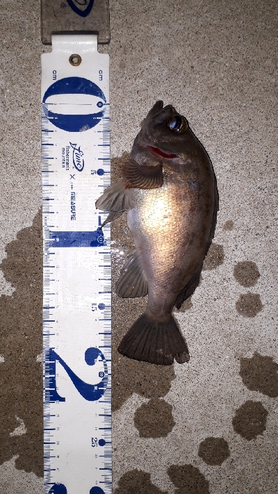 なんとか、釣れた~