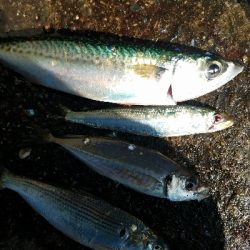 サバ釣り　～入れ食いだった～