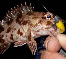 強風でもメバリング