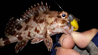 強風でもメバリング