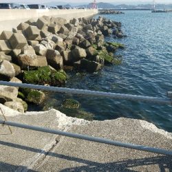 ガシラ釣り　～陽気で気持ちいい～