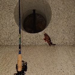 メバリングからガシリング