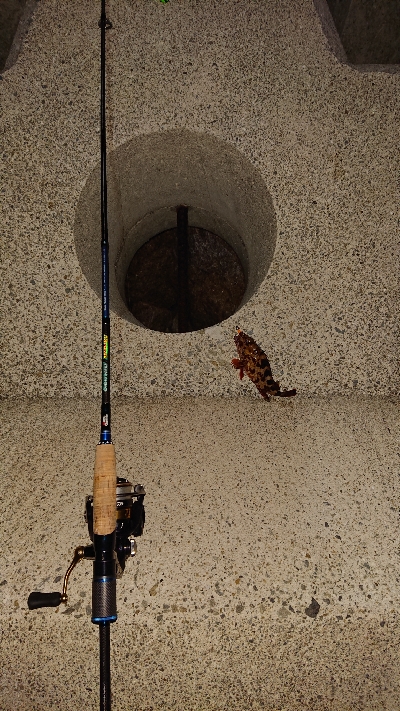 メバリングからガシリング