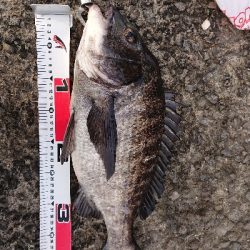 テトラでフカセ