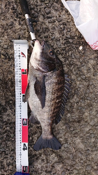 テトラでフカセ