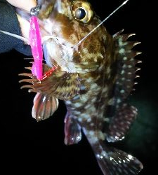 今年２回目の釣り