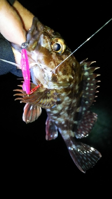 今年２回目の釣り