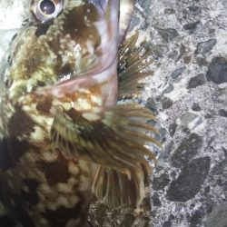 根魚の釣り方
