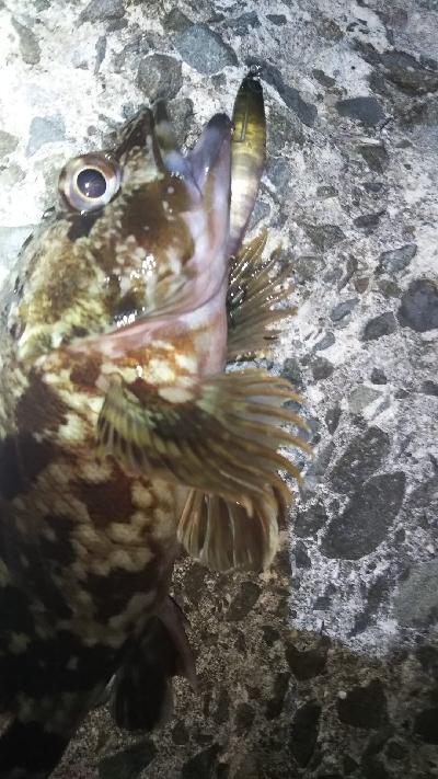 根魚の釣り方