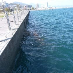 ヘチを歩き回り