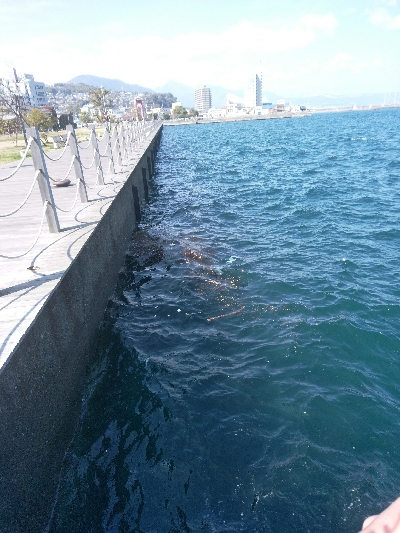 ヘチを歩き回り