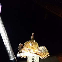 アジングに来てみたが・・・